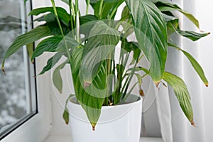 Houseplant Spathiphyllum commonly known as spath or peace lilies leaf tips turning brown.