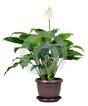 Houseplant - Spathiphyllum floribundum