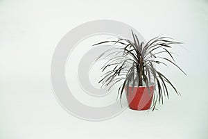 Houseplant with thin leaves in a red pot on a white background