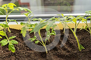 Houseplant tomato plant thriving in pot on window sill