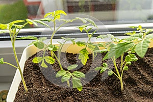 Houseplant tomato plant thriving in pot on window sill