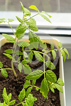 Houseplant tomato plant thriving in pot on window sill