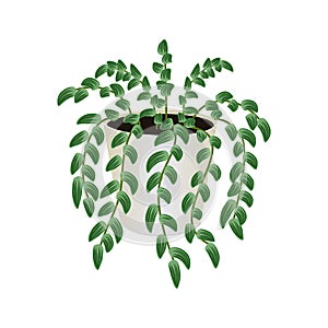 Houseplant of tradescantia in pot isolated on the white background