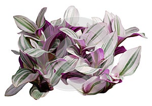 Houseplant variegated leaves of Tradescantia Nanouk plant on white background