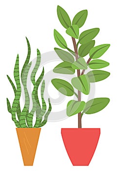 Houseplant in Vases, Flowers with Flourishing