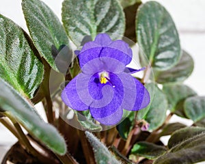 Houseplant a violet with purple flower in a brown pot on a white background.