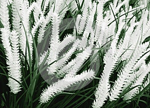 Houseplant with white panicles,