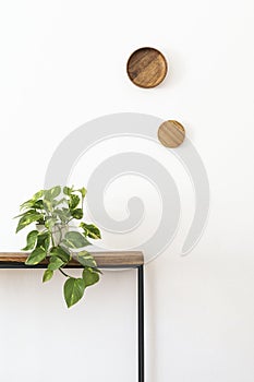 Houseplant on the wooden console table.