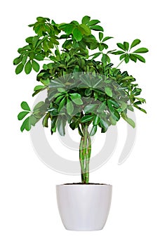 Houseplant - yang Schefflera a potted plant isolated over white