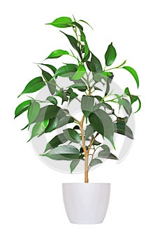 Houseplant - yang sprout of ficus a potted plant isolated over w