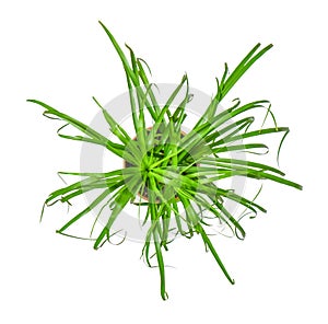 Houseplant - young Nolina a potted plant isolated over white top view