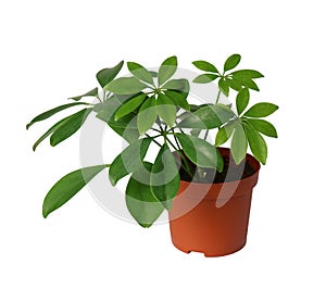 Houseplant - young Schefflera a potted plant isolated over white