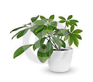 Houseplant - young Schefflera a potted plant isolated over white