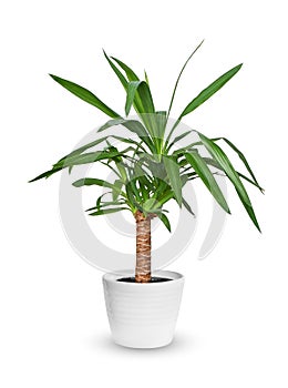 Houseplant - Yucca elephantipes a potted plant isolated over white.