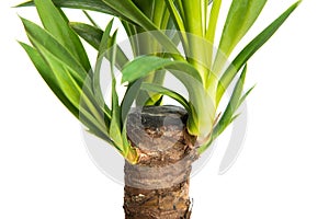 Houseplant Yucca isolated on white background