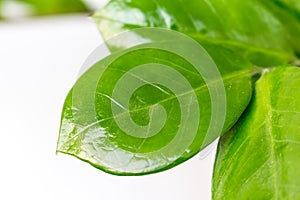 Houseplant Zamioculcas as background