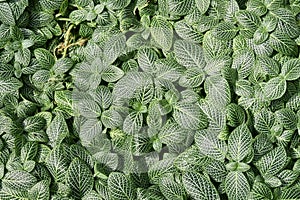 The houseplant â€˜Fittonia verschaffeltii.