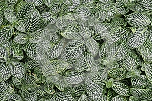 The houseplant â€˜Fittonia verschaffeltii.