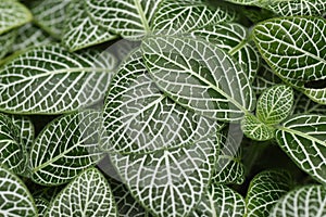 The houseplant â€˜Fittonia verschaffeltii.