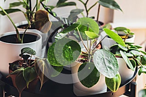 Houseplants arranged on a metal plant stand.