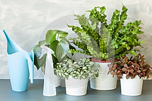 Houseplants Asplenium nidus, peperomia and fittonia in flowerpot