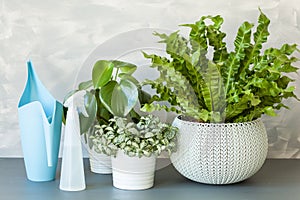 Houseplants Asplenium nidus, peperomia and fittonia in flowerpot