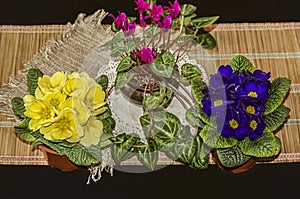 Houseplants,blue and yellow violets with a purple cyclamen on a straw mat