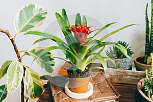 Houseplants. Bromelia Guzmania, ficus and succulent. Exotic potted houseplants in stylish interior.