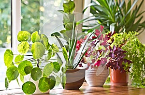 Houseplants display. House plants or indoor plants