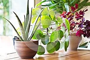 Houseplants display. Various house plants or indoor plants photo