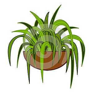 Houseplants exotic container icon cartoon vector. Window vegetation