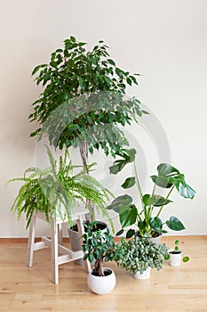 Houseplants ficus benjamina, fittonia, monstera, nephrolepis and ficus microcarpa ginseng in flowerpots