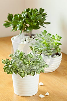 houseplants fittonia albivenis, crassula ovata, echeveria in white pots