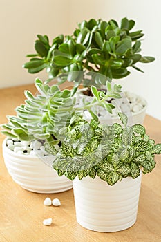 houseplants fittonia albivenis, crassula ovata, echeveria in white pots