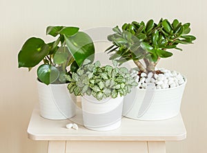 houseplants fittonia albivenis, crassula ovata, peperomia in white pots