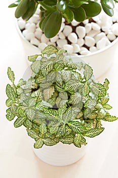 Houseplants fittonia albivenis, crassula ovata in white pots