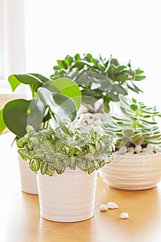 houseplants fittonia albivenis, peperomia, crassula ovata, echeveria