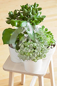 houseplants fittonia albivenis, peperomia, crassula ovata, echeveria in white pots