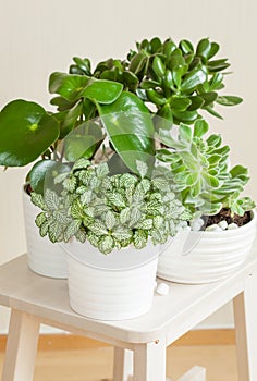 houseplants fittonia albivenis, peperomia, crassula ovata, echeveria in white pots