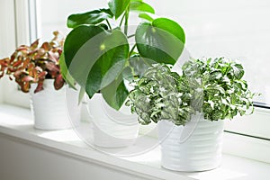 Houseplants fittonia albivenis and peperomia in white flowerpots