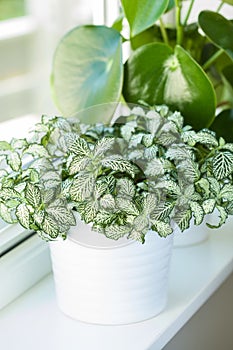 Houseplants fittonia albivenis and peperomia in white flowerpots