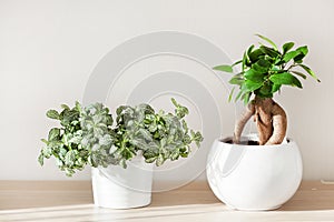 Houseplants fittonia and ficus microcarpa ginseng in white flowerpot