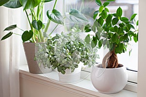 Houseplants fittonia, monstera and ficus microcarpa ginseng in white flowerpots on window