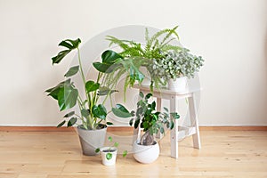Houseplants fittonia, monstera, nephrolepis and ficus microcarpa ginseng in white flowerpots