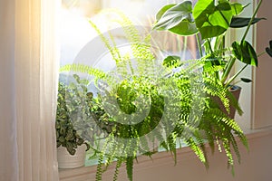 Houseplants fittonia, nephrolepis and monstera in white flowerpots on window