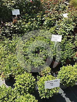 Houseplants and garden plants outdoor vendor