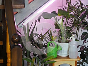 Houseplants grow under artificial lighting in a private house in winter.Plant growing and floriculture