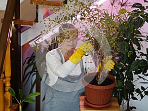 Houseplants grow under artificial lighting in a private house in winter. The woman looks after and admires the plants. Plant