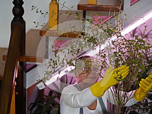 Houseplants grow under artificial lighting in a private house in winter. The woman looks after and admires the plants.Plant