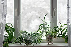 Houseplants growing on windowsill in winter season against trees in snow behind photo